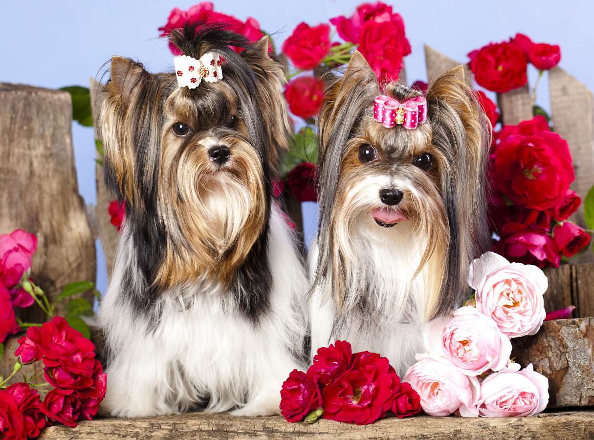 Two Yorkshire terriers puzzle online from photo