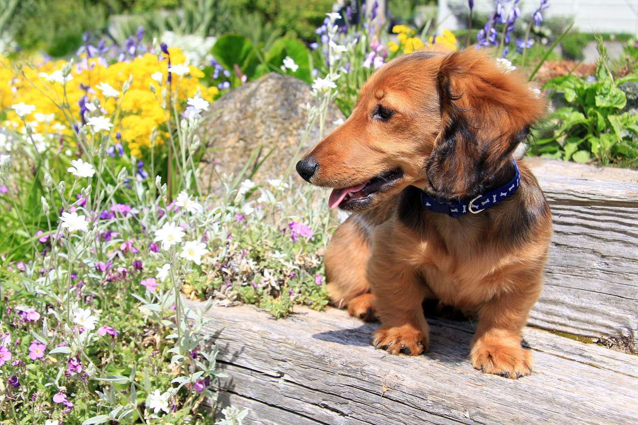Puppy of long-haired dachshund online puzzle