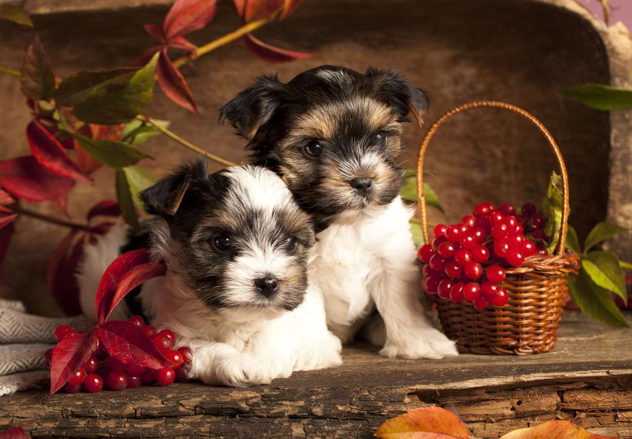 Yorkshire Terrier Biewer puppies puzzle online from photo