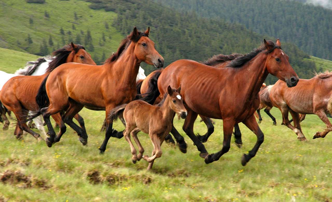 Wild horses in the Rodna Mountains (Romania) online puzzle