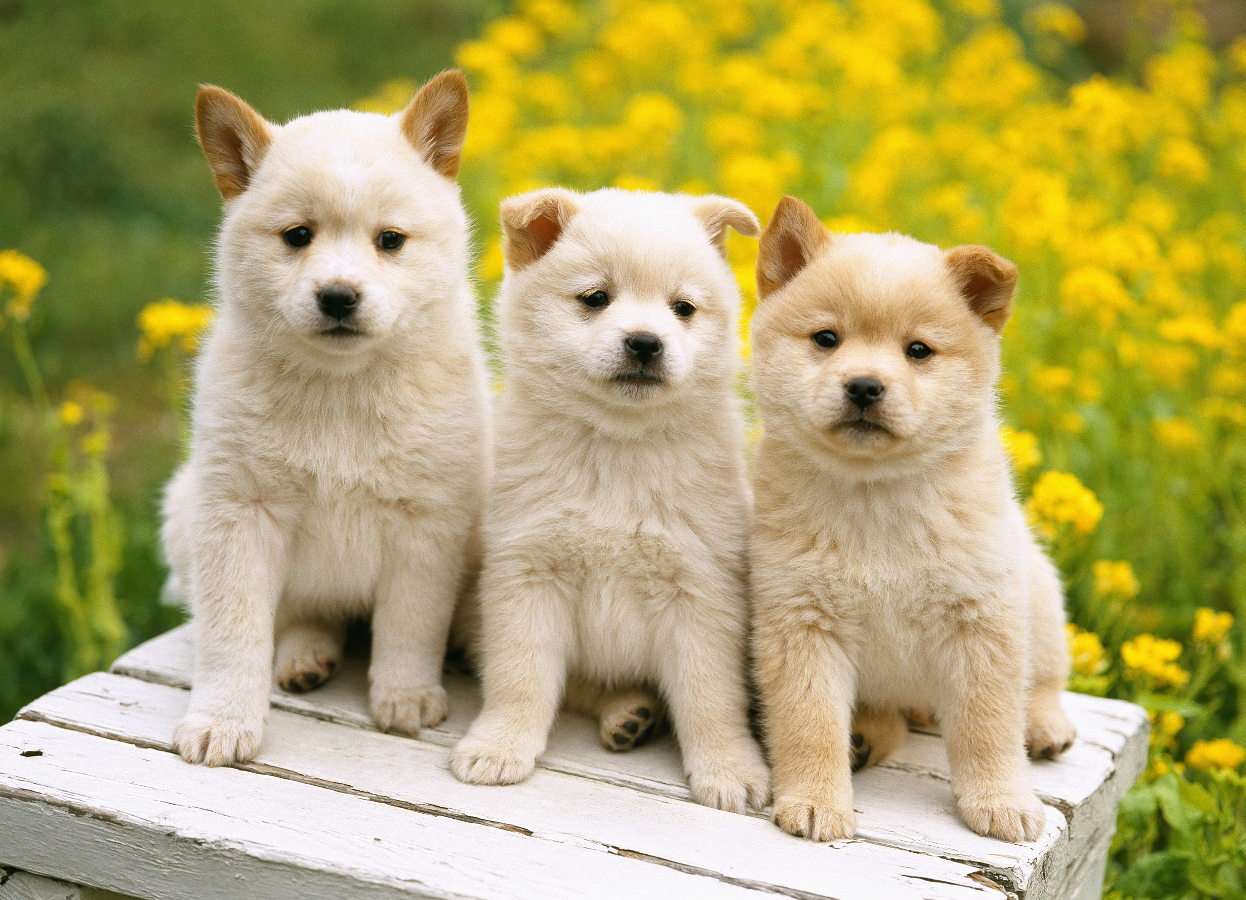 Three puppies puzzle online from photo