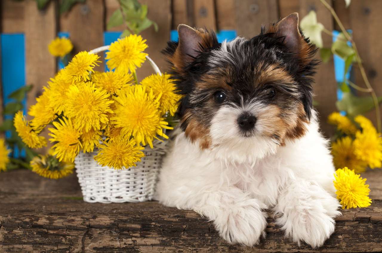 Yorkshire terrier puppy puzzle online from photo
