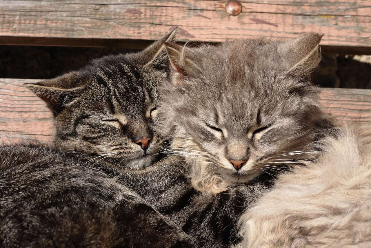 Δύο γάτες που αγκαλιάζουν online παζλ