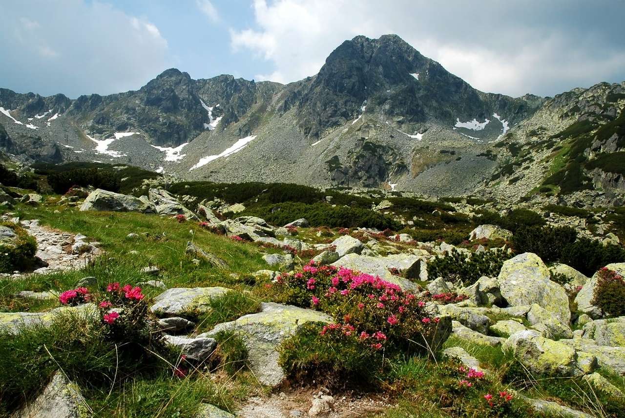 Rhododendrons in Retezat National Park (Romania) puzzle online from photo