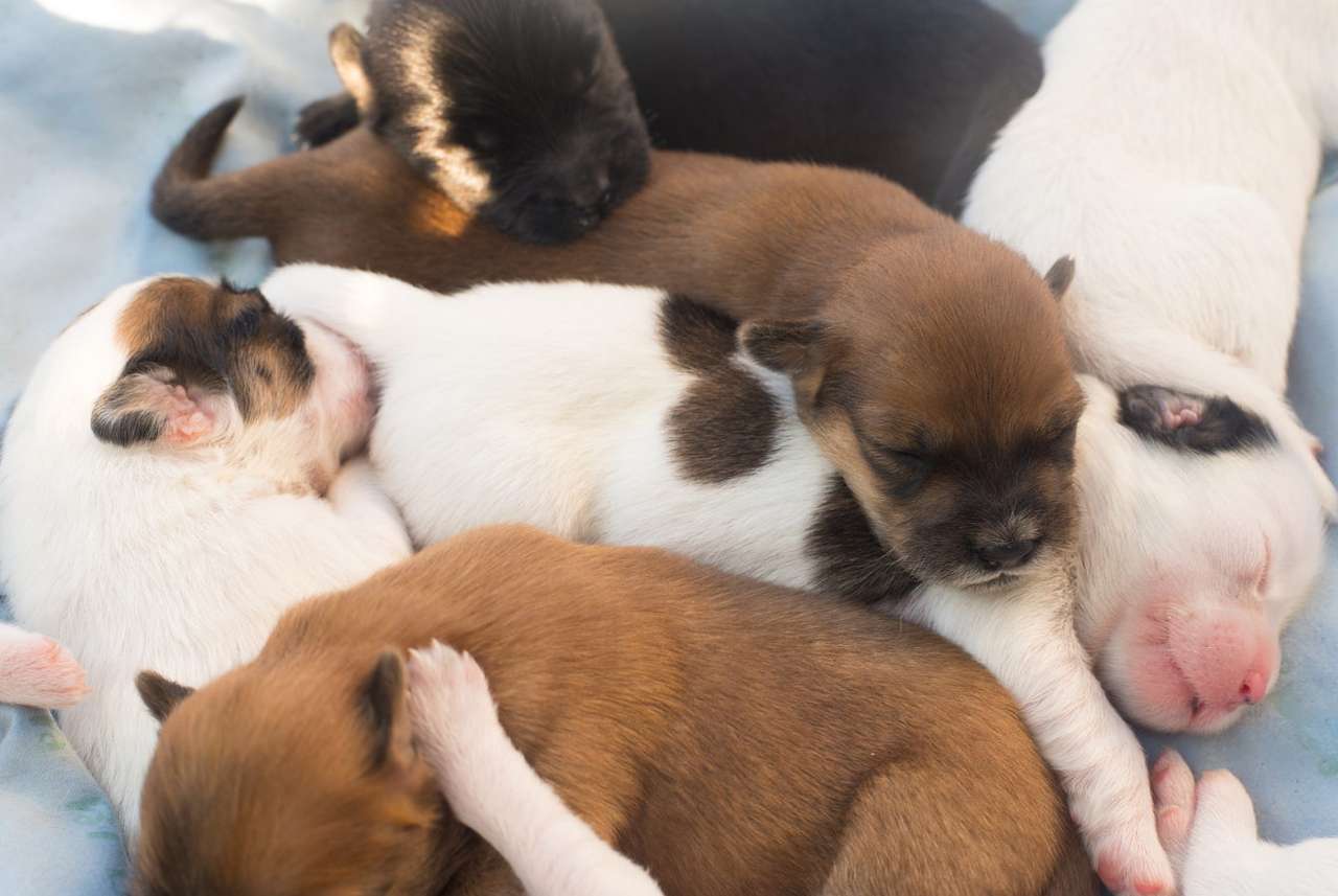 Sleeping puppies puzzle online from photo