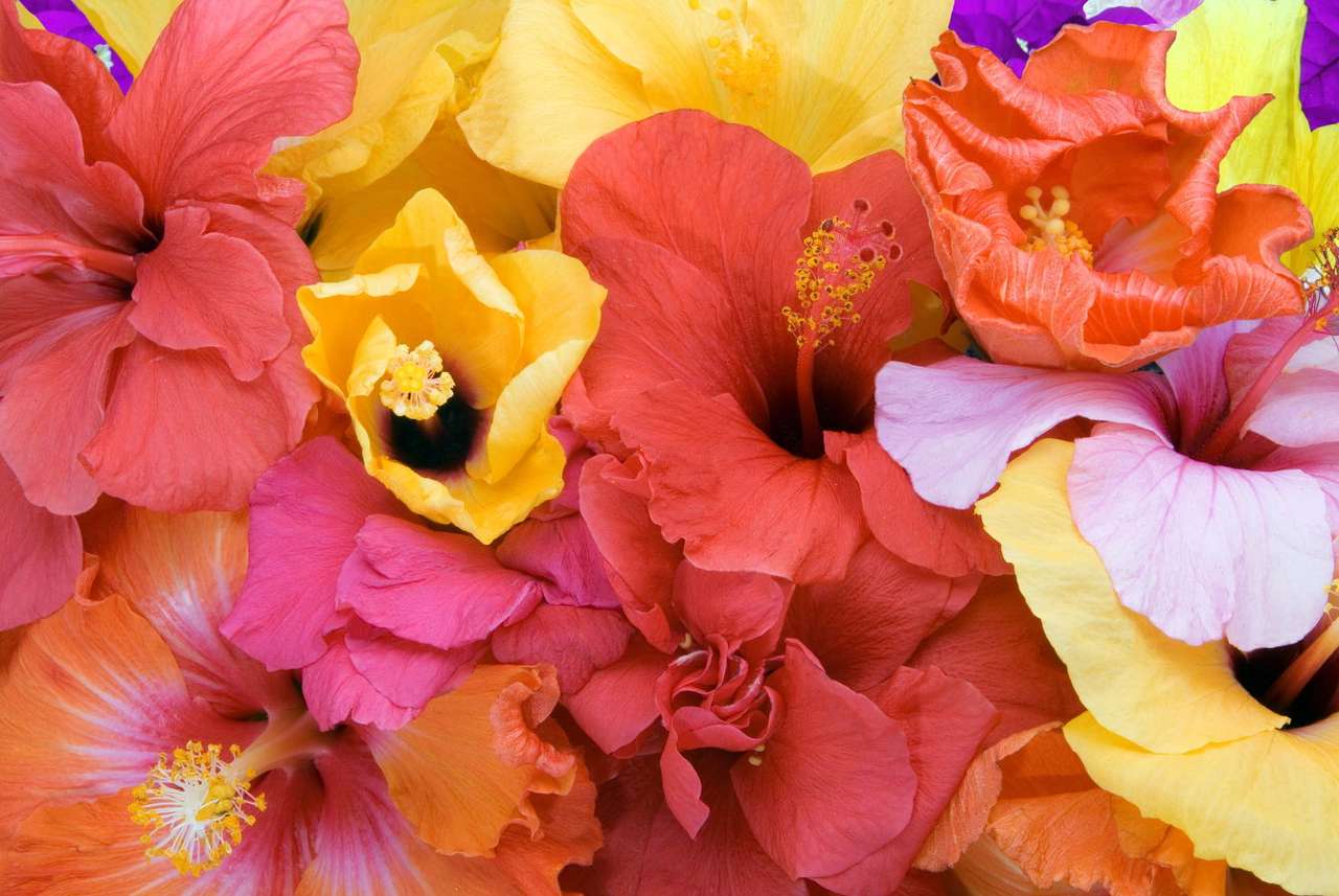 Bougainvillea and hibiscus puzzle online from photo