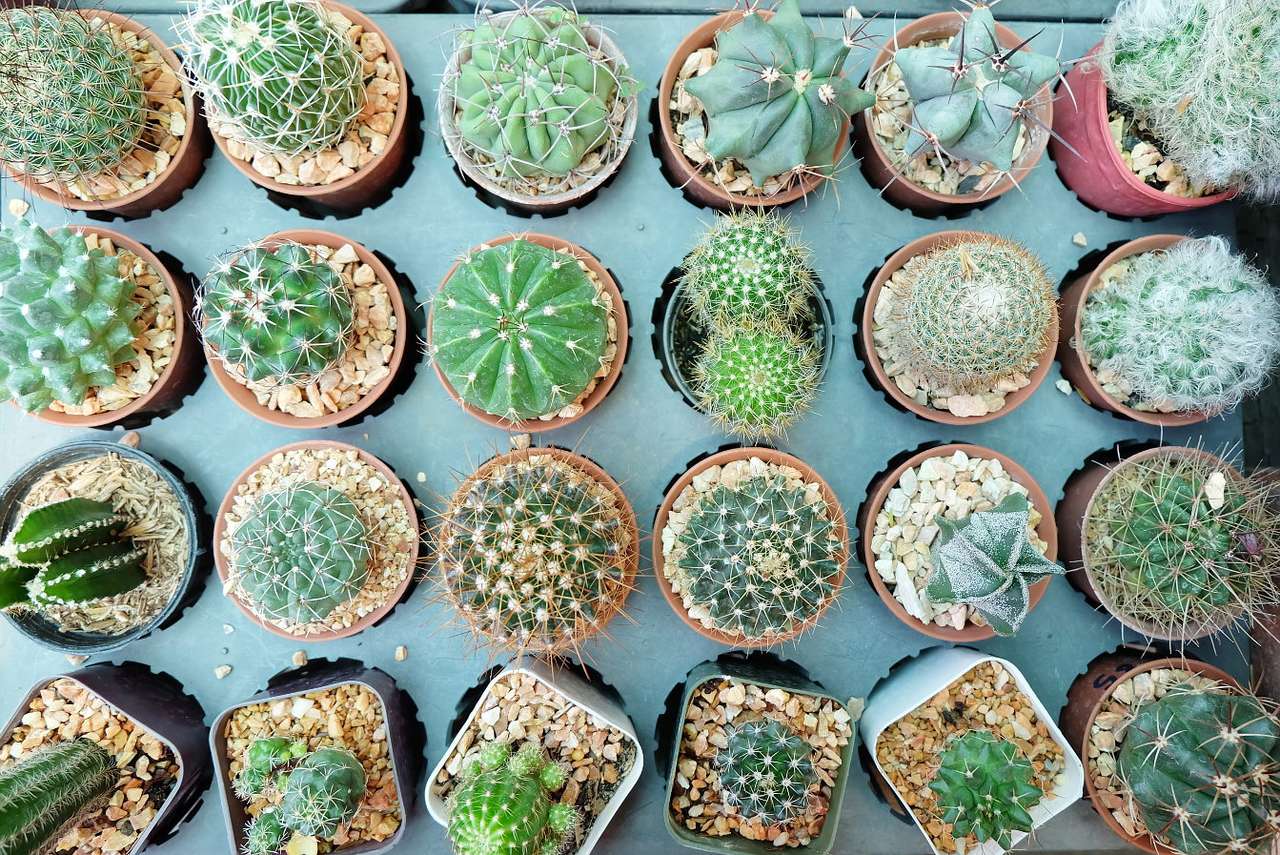 Dekorativní hrnkové kaktusy online puzzle