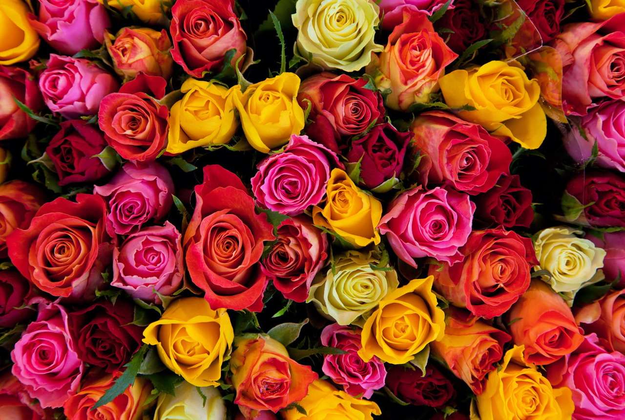 Πολύχρωμα ροδαλά λουλούδια παζλ online από φωτογραφία