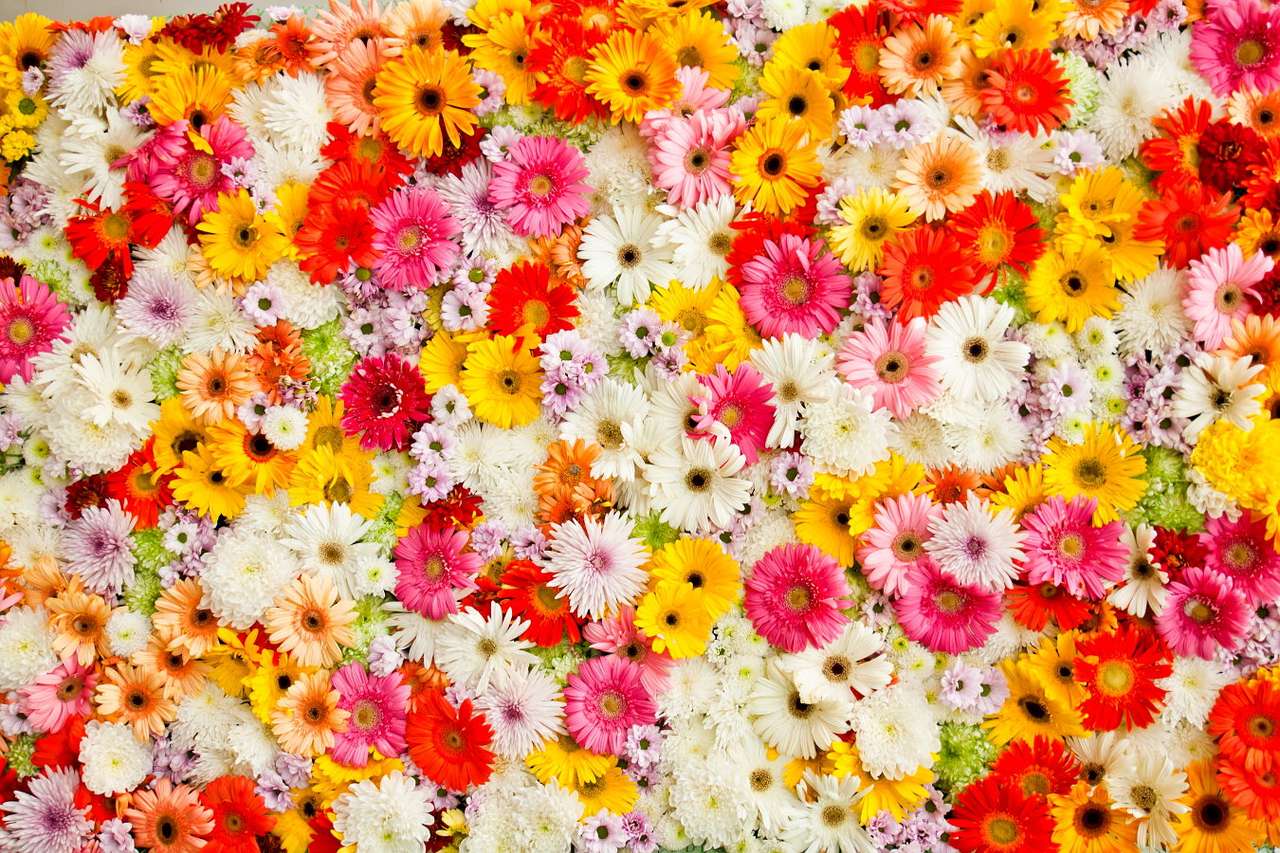 Colorful gerberas puzzle online from photo