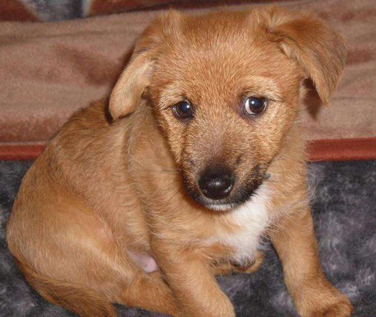 Σούπερ-σκύλος Kuba online παζλ