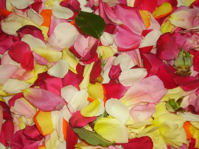 Petale de trandafir puzzle online