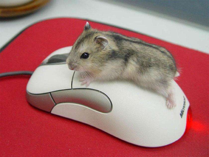 Djungarian hamster puzzel online van foto
