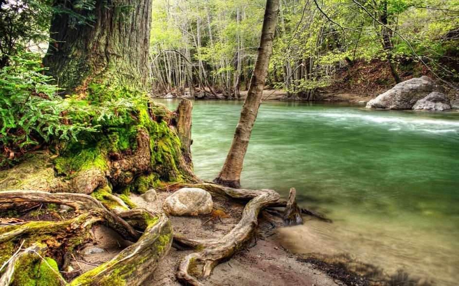 Un pârâu în pădure puzzle online din fotografie