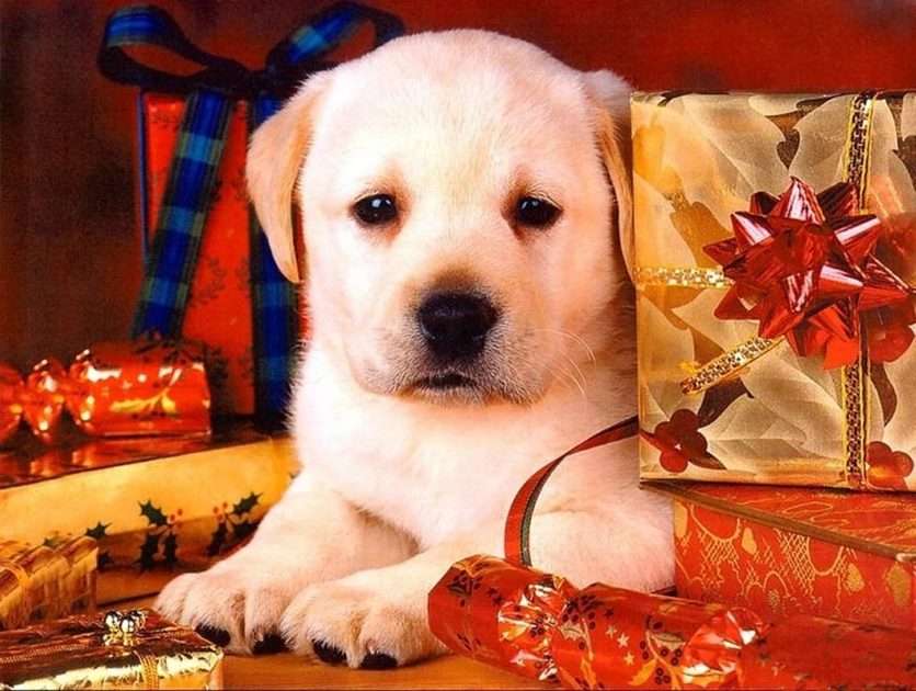 Коледа с кученце онлайн пъзел