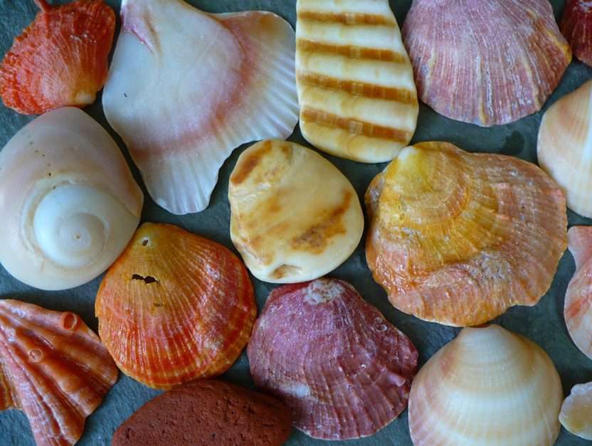 seashell collection puzzle online from photo