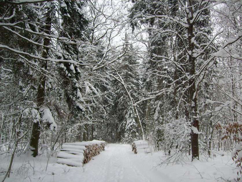 Floresta Primitiva de Białowieża puzzle online a partir de fotografia