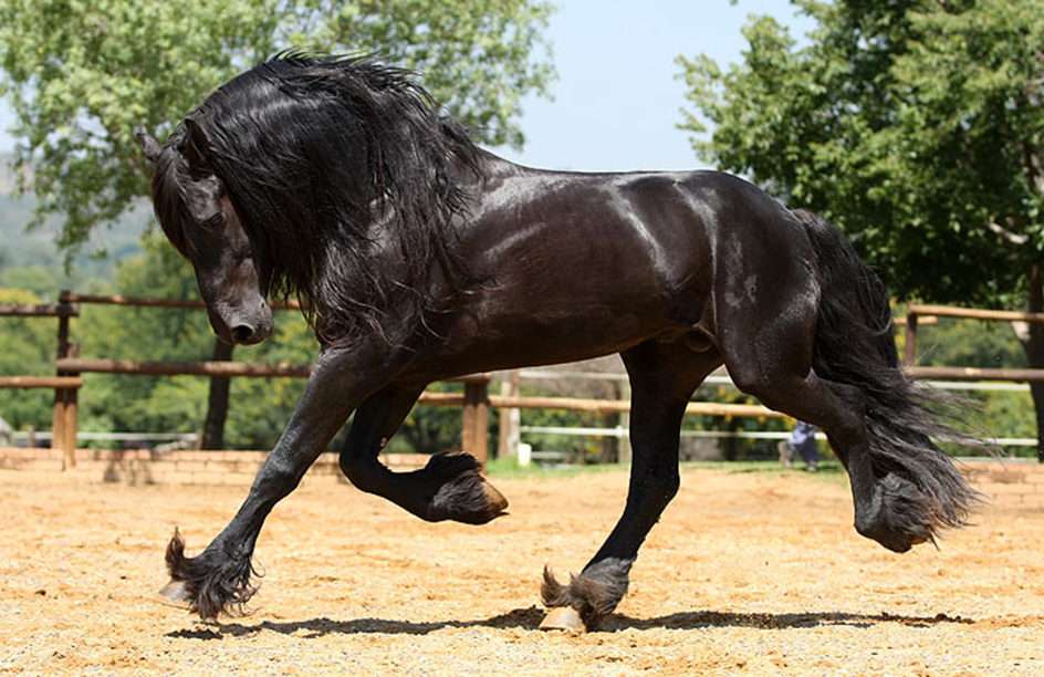O cavalli !!! puzzle online