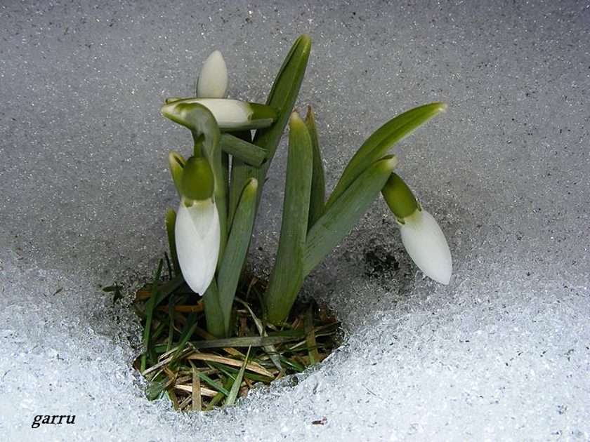 Hóvirág puzzle online fotóról