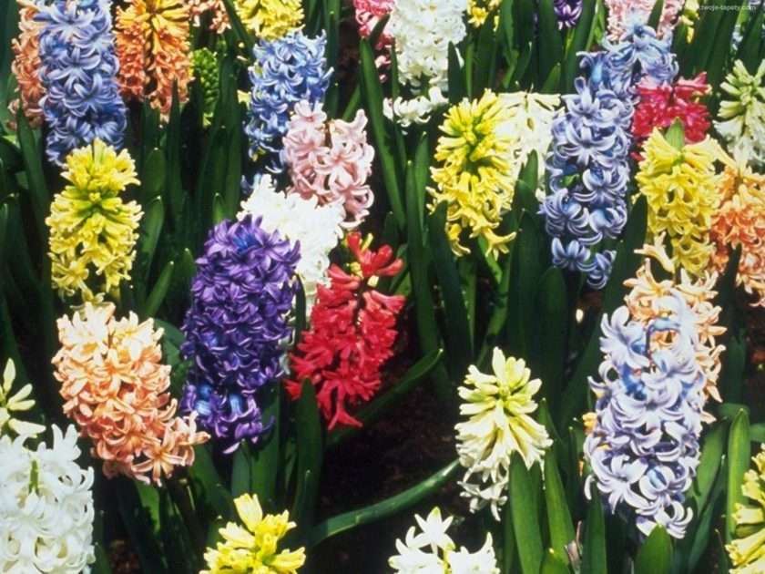 barevné hyacinty online puzzle
