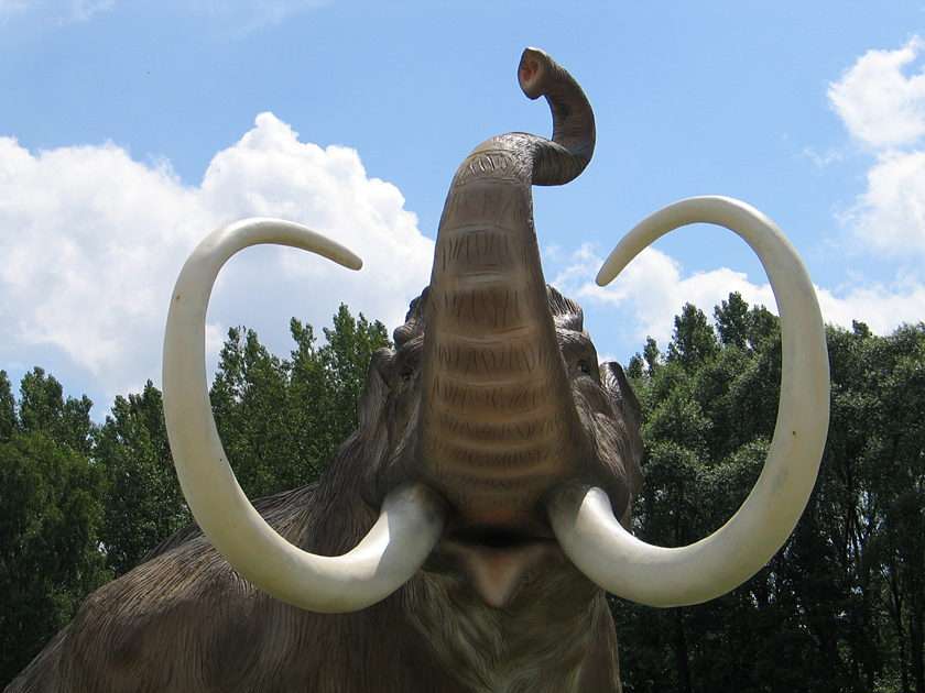 Balamut mammut pussel online från foto