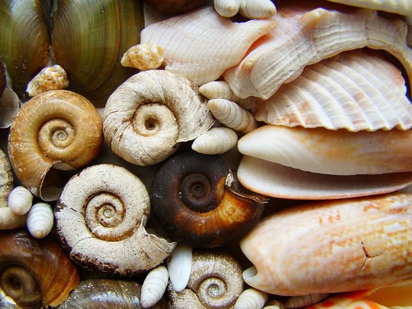 Macro shells;)) puzzle online from photo