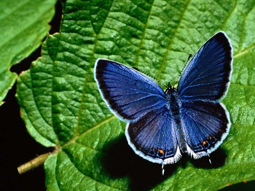 Blue butterfly puzzle online from photo