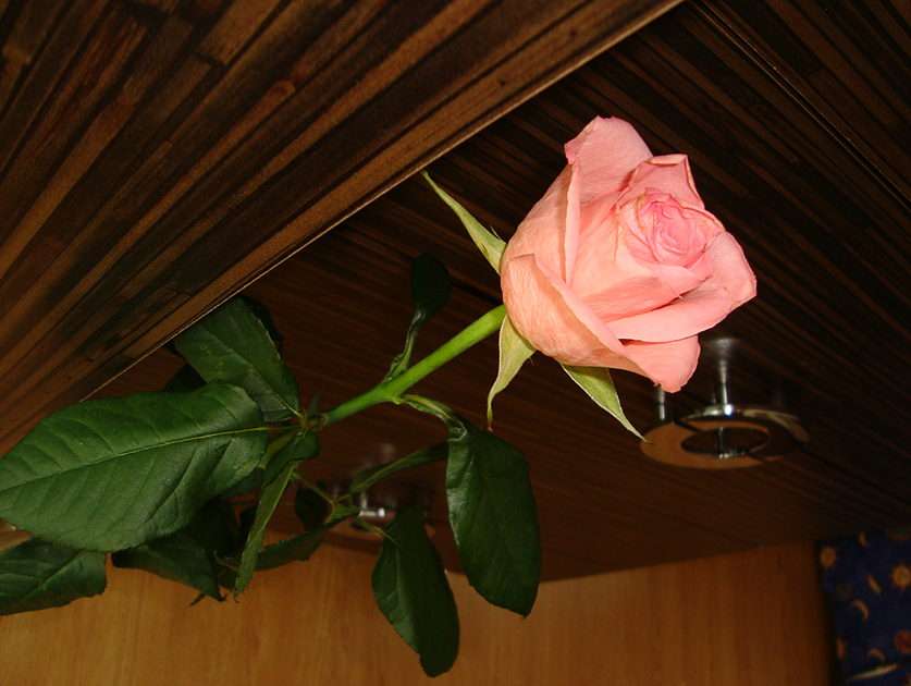 Rosa rosada puzzle online a partir de foto