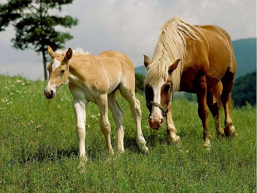 Våra hästar pussel online från foto