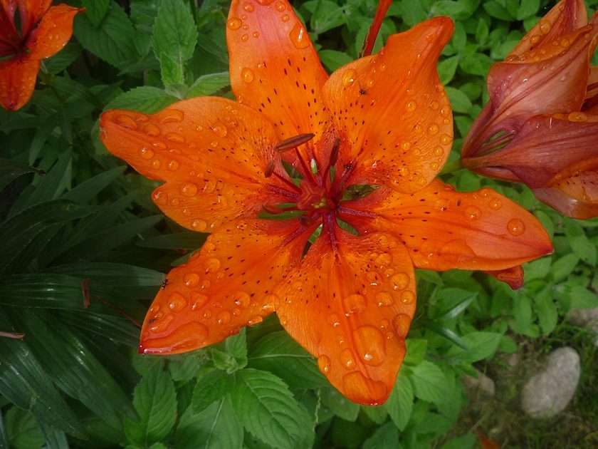 Lily flower puzzle online from photo