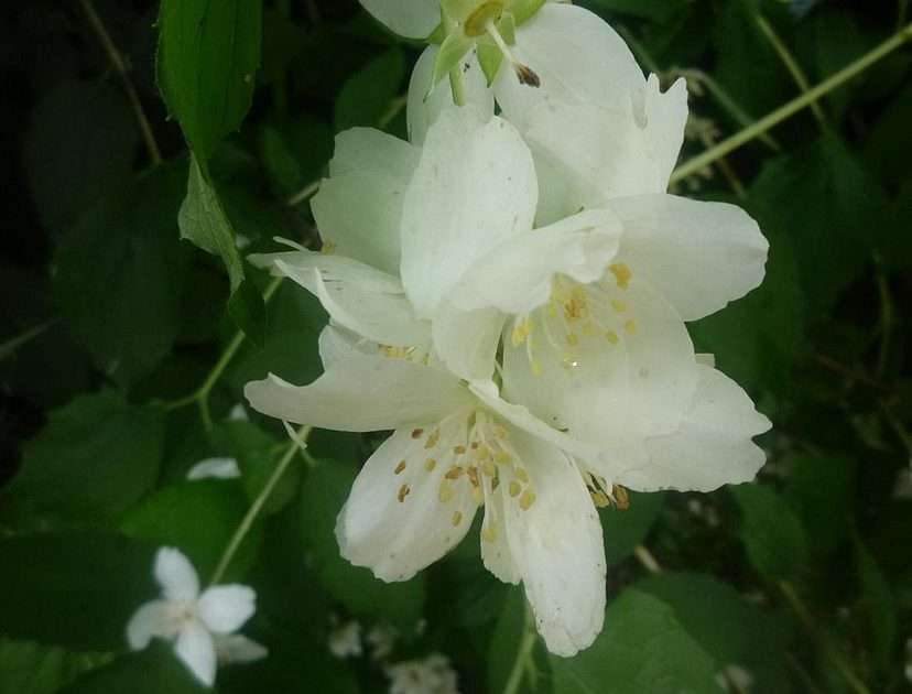 Jasmin blommor pussel online från foto