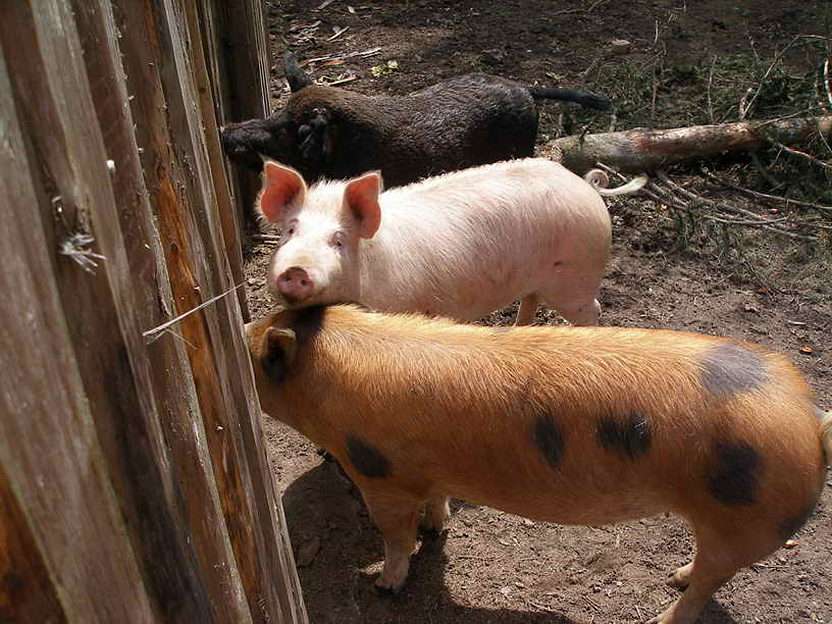 pigs puzzle online from photo