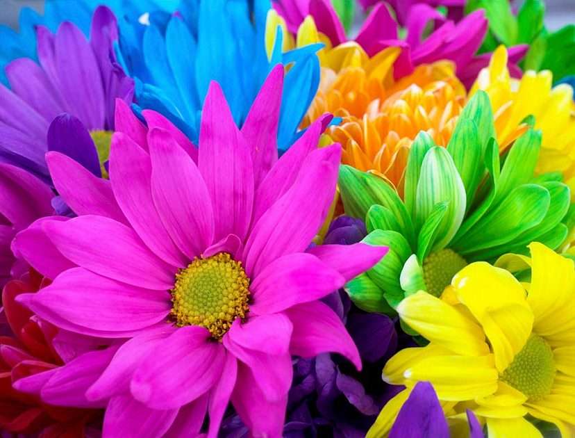 színes virágok online puzzle