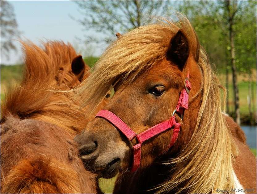 Pony - mordisquear rompecabezas
