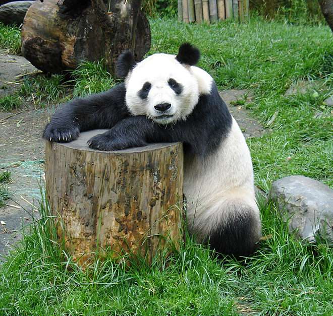 Панда онлайн-пазл