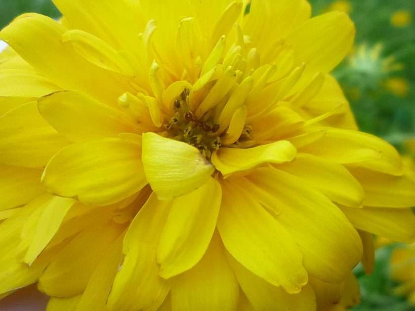 Fleur jaune :) puzzle en ligne