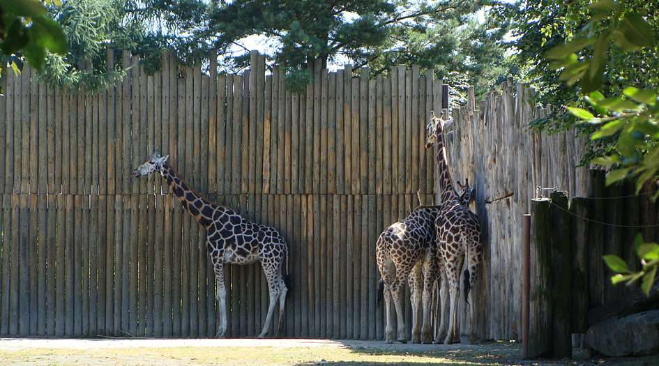 Жираф в африканських кущах скласти пазл онлайн з фото