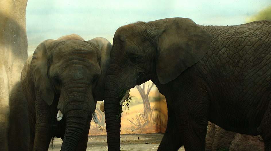 Слонов онлайн-пазл