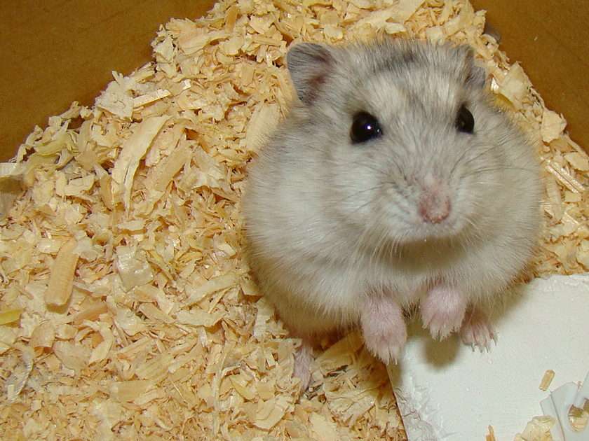 hamster puzzle online din fotografie