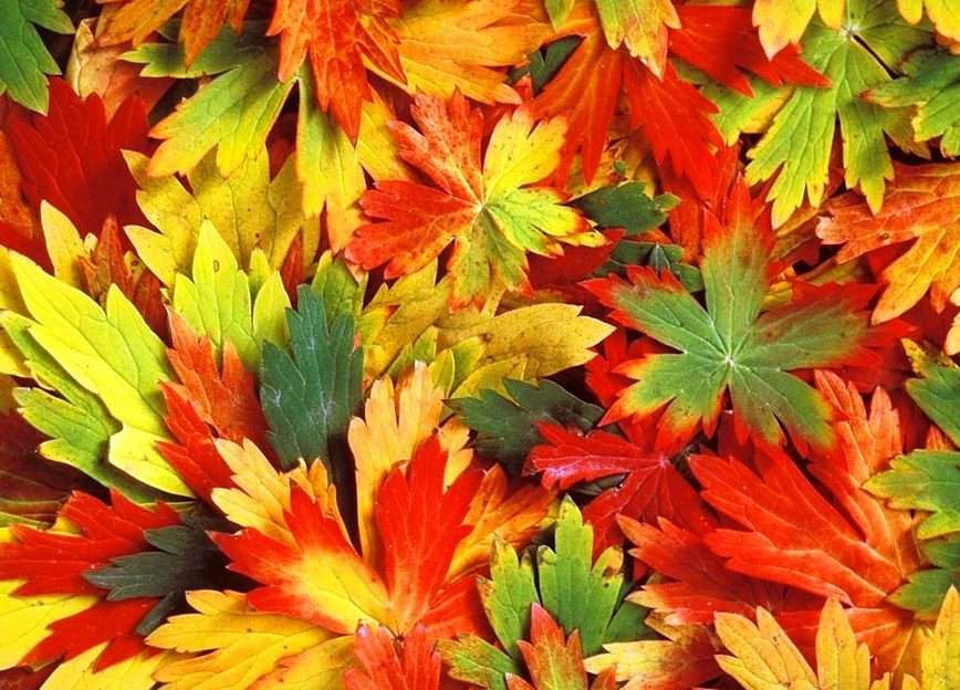 The colors of autumn online puzzle