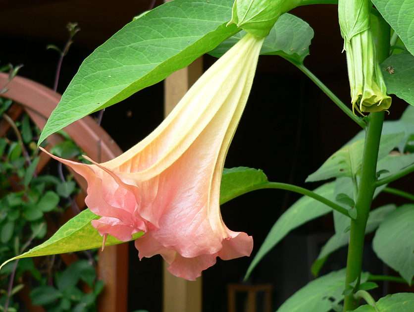 datura puzzle online from photo