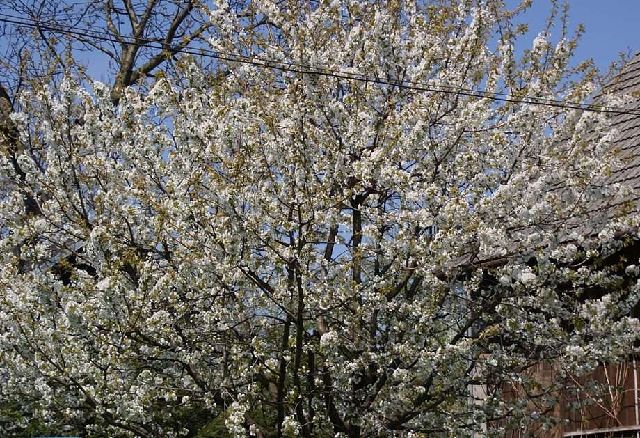 Fleurs de cerisier puzzle en ligne