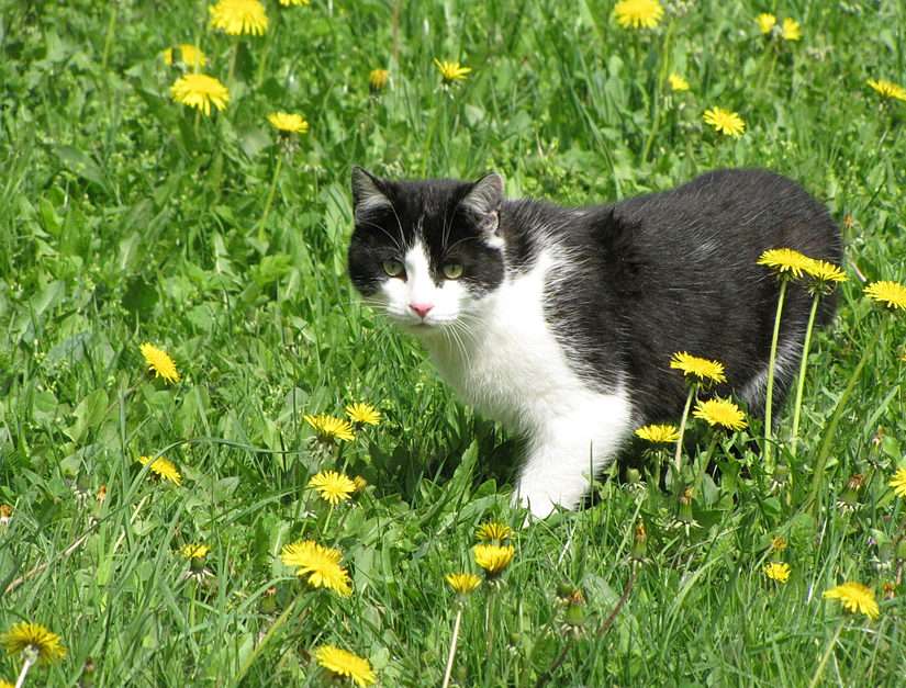 Pisicuță în sânul naturii. puzzle online din fotografie