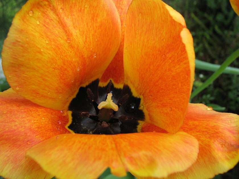 Tulipa puzzle online
