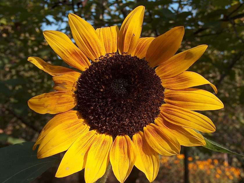 Sonnenblume Online-Puzzle vom Foto