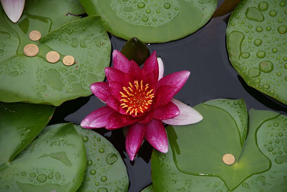 Water lilies online puzzle