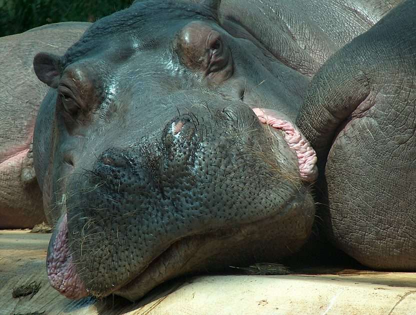 Hippopotame puzzle en ligne à partir d'une photo