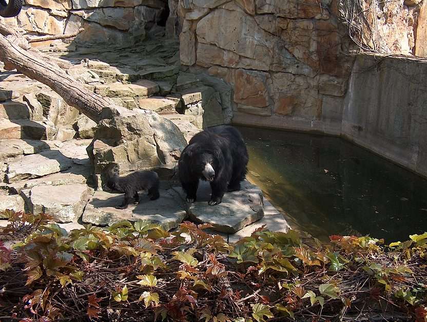 Ιμαλαΐων αρκούδα παζλ online από φωτογραφία