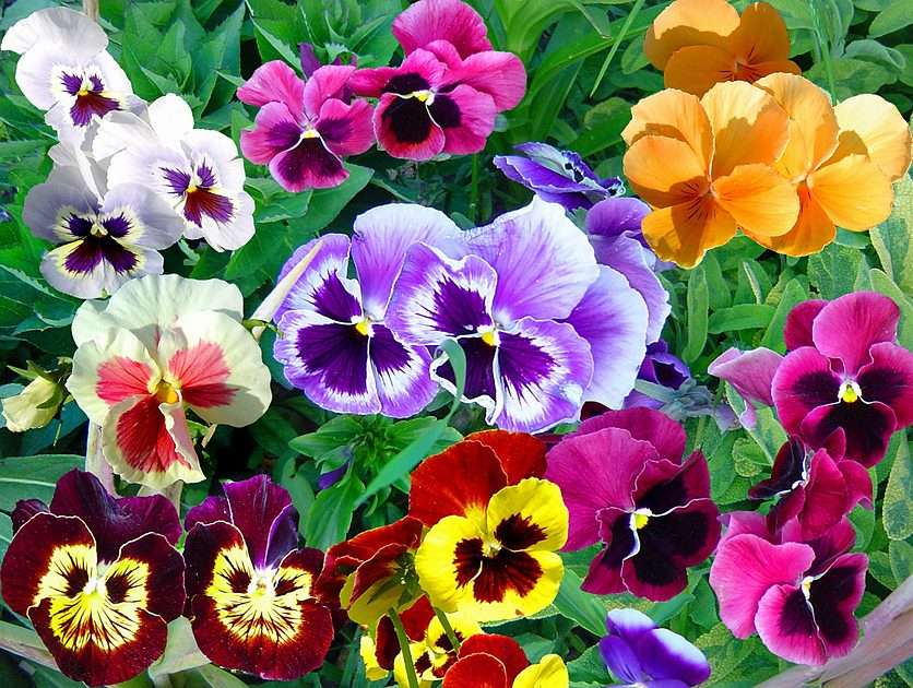 Stiefmütterchen schöne Blumen;)) Online-Puzzle