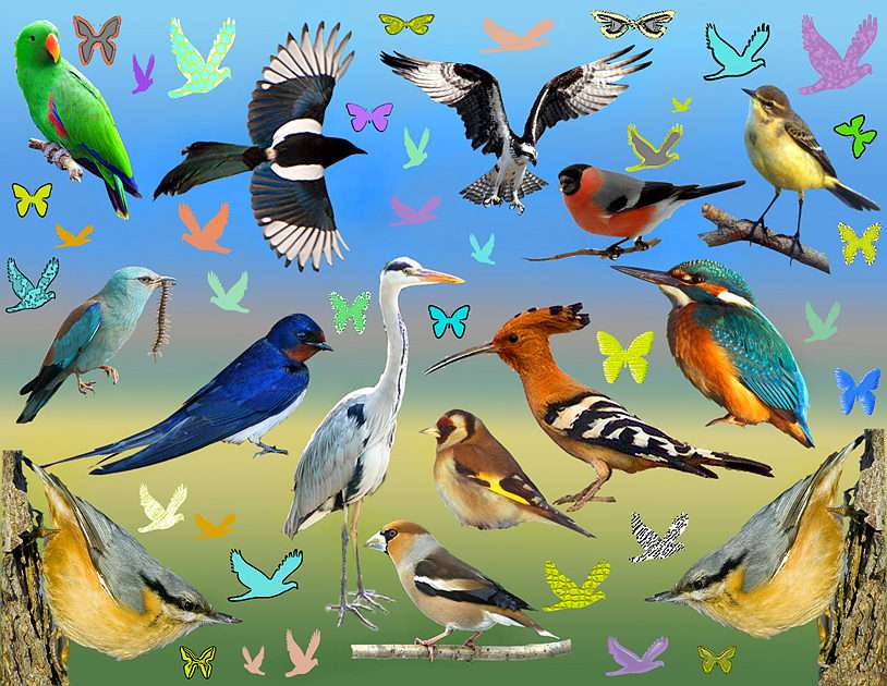 BIRDS;)) online puzzle