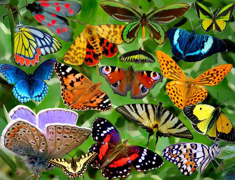 BUTTERFLIES puzzle online from photo